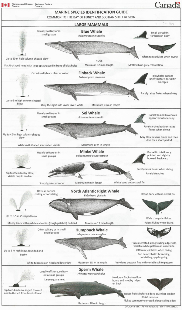 MARINE MAMMALS - COLDWATER LOBSTER ASSOCIATION - LFA 34